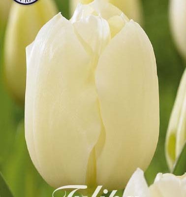 White Tulip Bulbs - City of Vancouver