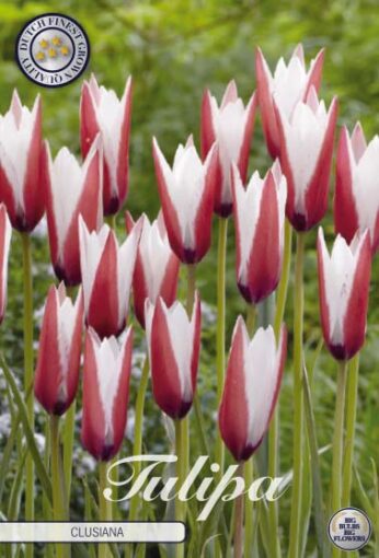 Red & White Tulip Bulbs - Clusiana