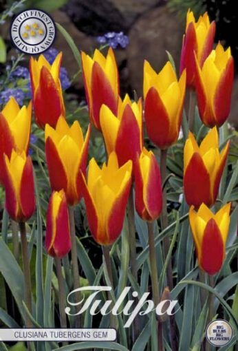Red & Yellow Tulip Bulbs - Clusiana Tubergens Gem