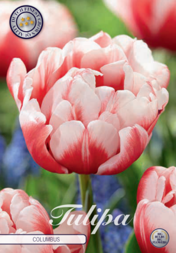 Pink & White Tulip Bulbs - Columbus
