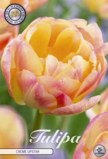 Yellow & Pink Tulip Bulbs - Creme Upstar