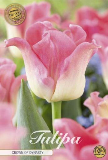 Pink & White Tulip Bulbs - Crown of Dynasty