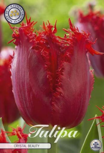 Red Tulip Bulbs - Crystal Beauty