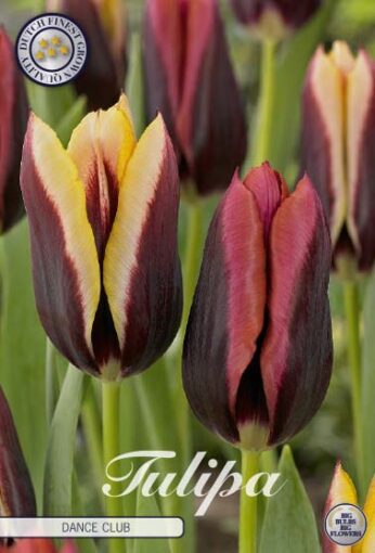 Burgundy Tulip Bulbs - Dance Club