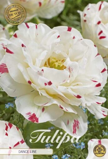 White Tulip Bulbs - Dance Line