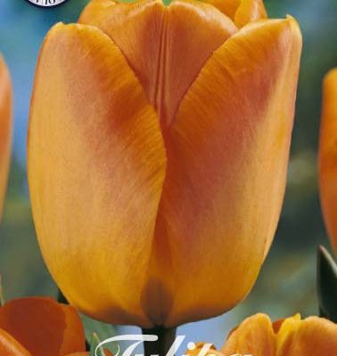Orange Tulip Bulbs - Daydream
