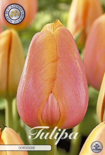 Pink & Orange Tulip Bulbs - Dordogne