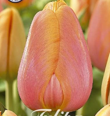 Pink & Orange Tulip Bulbs - Dordogne