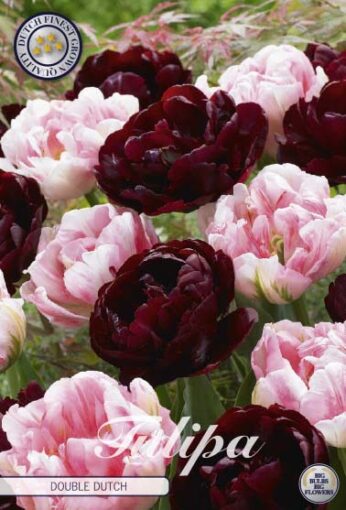 Burgundy & Pink Tulip Bulbs - Double Dutch
