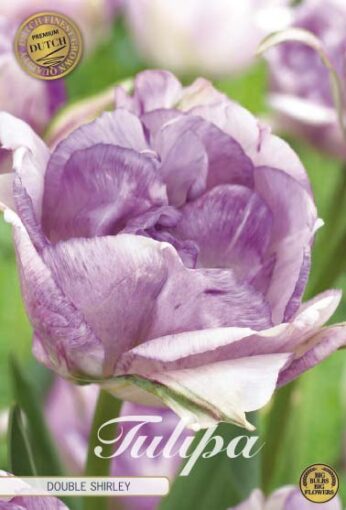 Purple Tulip Bulbs - Double Shirley