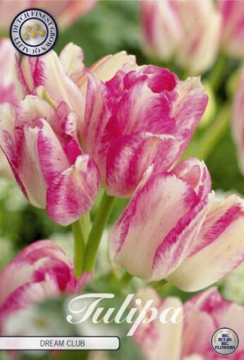 Pink & White Tulip Bulbs - Dream Club