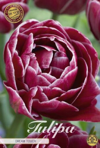 Red Tulip Bulbs - Dream Touch