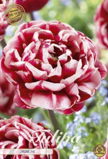 Red & White Tulip Bulbs - Drumline