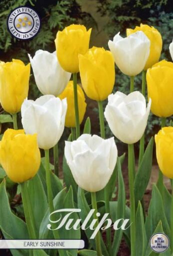 Yellow & White Tulip Bulbs - Early Sunshine