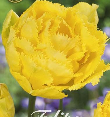 Yellow Tulip Bulbs - Exotic Sun