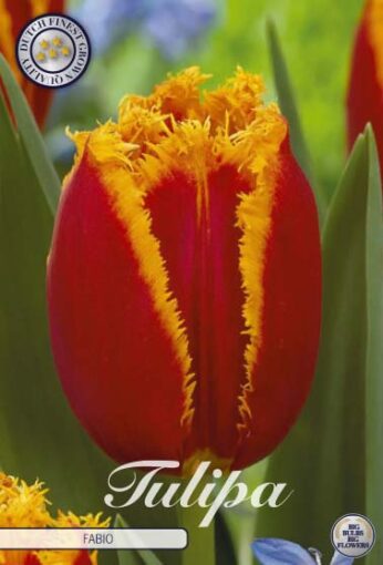 Red & Yellow Tulip Bulbs - Fabio