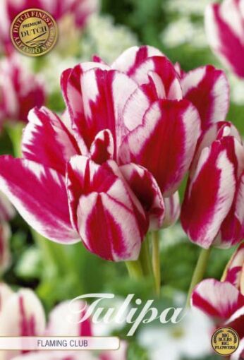 Red & Pink Tulip Bulbs - Flaming Club