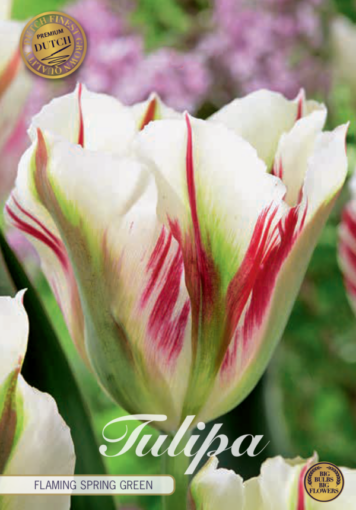 Red & White Tulip Bulbs - Flaming Spring Green