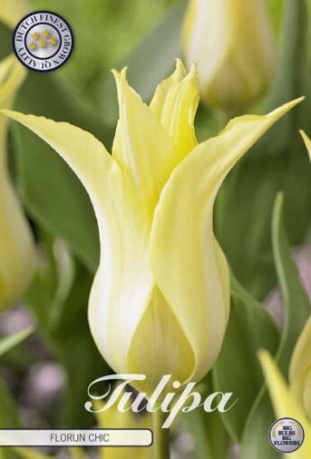 Yellow Tulip Bulbs - Florijn Chic