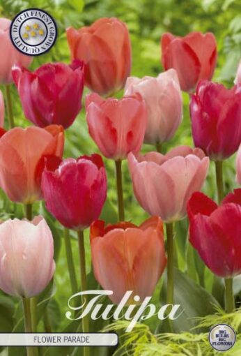 Mixed Tulip Bulbs - Flower Parade