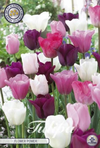 Mixed Tulip Bulbs - Flower Power