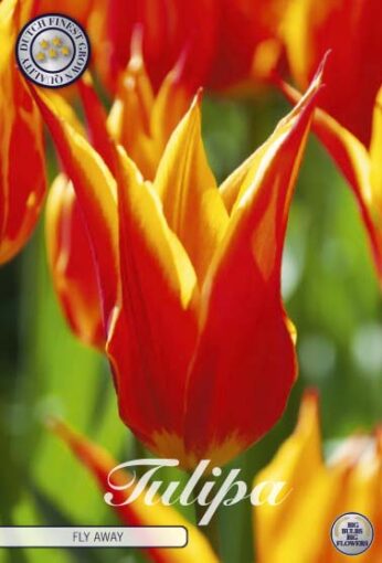 Red & Yellow Tulip Bulbs - Fly Away