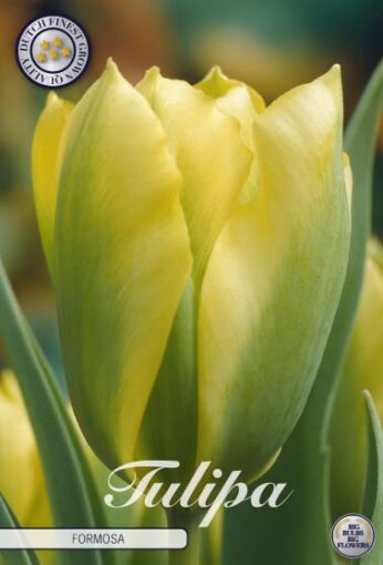 Green & Yellow Tulip Bulbs - Formosa