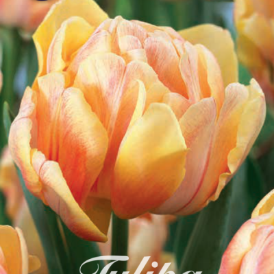 Orange Tulip Bulbs - Foxy Foxtrot