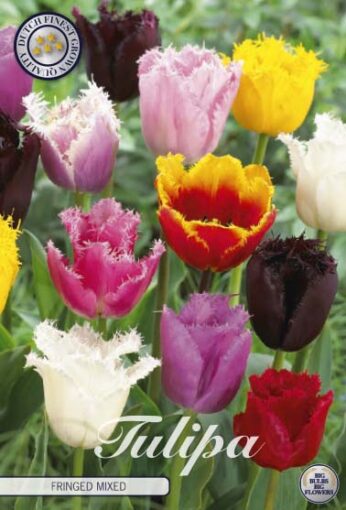 Mixed Tulip Bulbs - Fringed Mixed