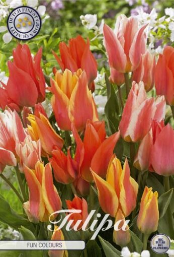 Orange & Pink Tulip Bulbs - Fun Colours