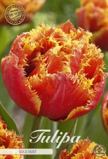 Red & Yellow Tulip Bulbs - Gold Dust