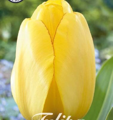 Yellow Tulip Bulbs - Golden Parade