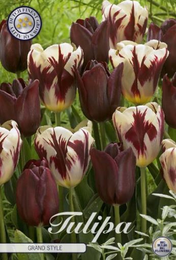 Burgundy & White Tulip Bulbs - Grand Style