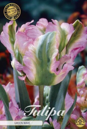 Green & Pink Tulip Bulbs - Green Wave