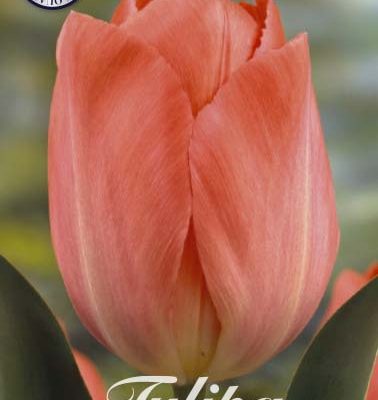 Peach Tulip Bulbs - Hans Brinker