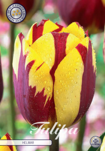 Red & Yellow Tulip Bulbs - Helmar