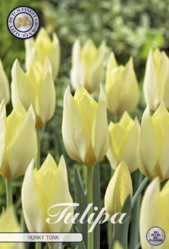 Yellow Tulip Bulbs - Honky Tonk