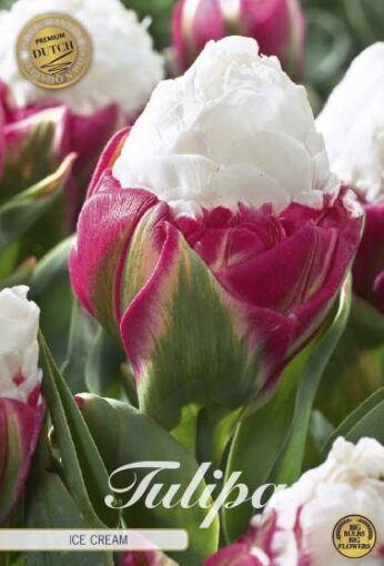 Pink & White Tulip Bulbs - Ice Cream