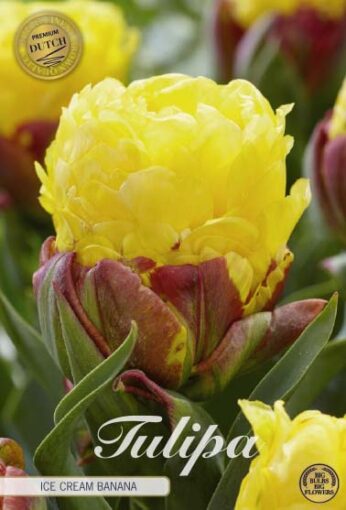 Red & Yellow Tulip Bulbs - Ice Cream Banana
