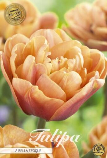 Orange Tulip Bulbs - La Belle Epoque