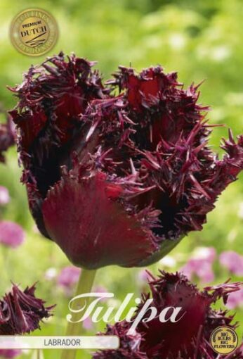 Burgundy Tulip Bulbs - Labrador