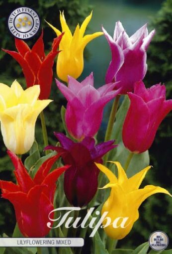 Mixed Tulip Bulbs - Lilyflowering Mixed