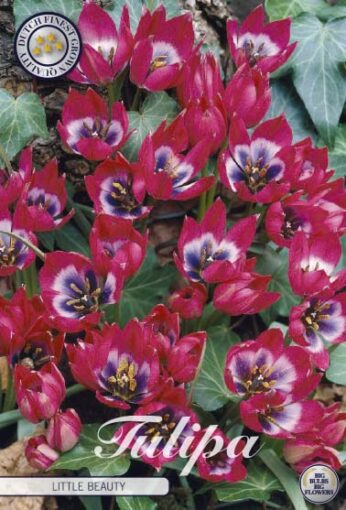 Pink Tulip Bulbs - Little Beauty