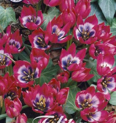 Pink Tulip Bulbs - Little Beauty