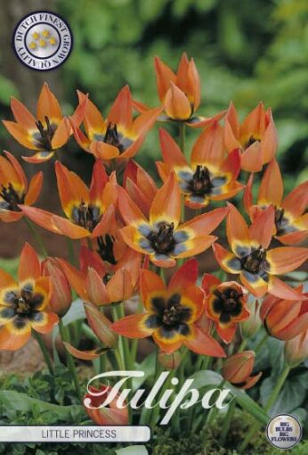 Orange Tulip Bulbs - Little Princess