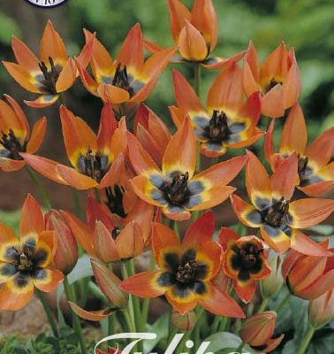 Orange Tulip Bulbs - Little Princess