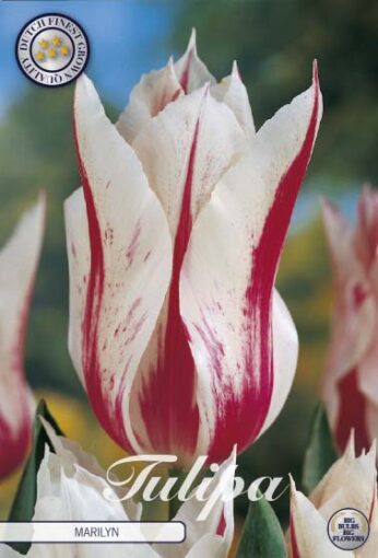 Red & White Tulip Bulbs - Marilyn