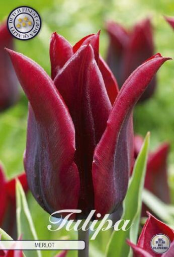 Red Tulip Bulbs - Merlot