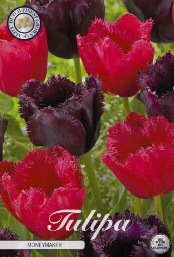Black & Red Tulip Bulbs - Moneymaker