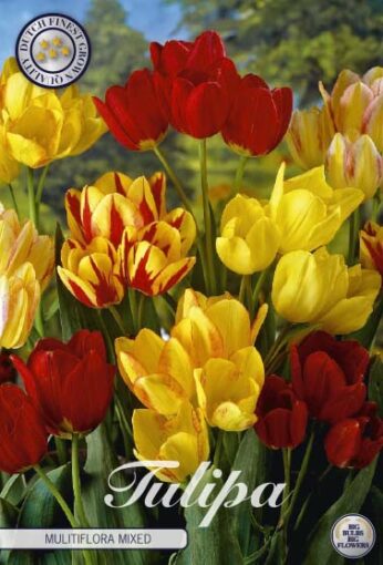 Red & Yellow Tulip Bulbs - Multiflora Mixed